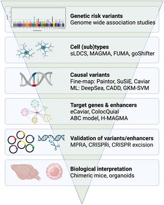 Genetic insights into immune mechanisms of Alzheimer’s and Parkinson’s disease